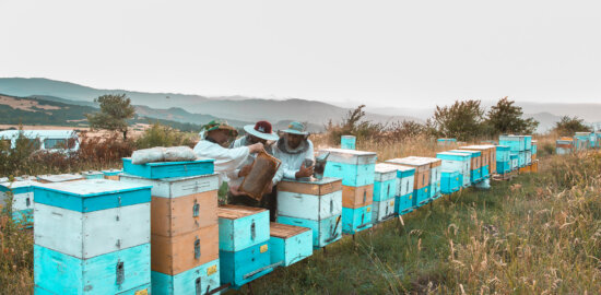 Winter Bee Hive Covers for Sale